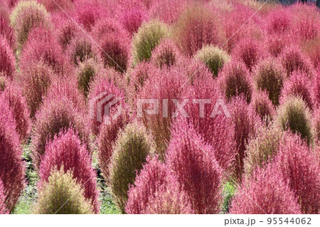晩秋の花壇の赤く紅葉したコキア 晩秋の花壇の赤く紅葉したコキア 95544062