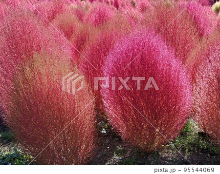 晩秋の花壇の赤く紅葉したコキア 晩秋の花壇の赤く紅葉したコキア 95544069