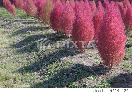 晩秋の花壇の赤く紅葉したコキアとその陰 晩秋の花壇の赤く紅葉したコキアとその陰 95544126