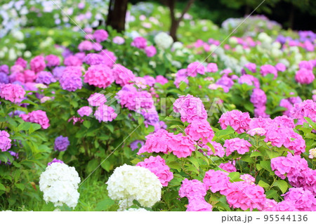 アジサイの花 アジサイの花 95544136