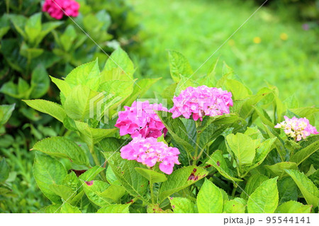 アジサイの花 95544141