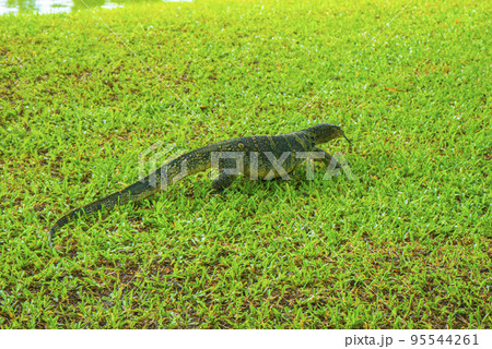 ルンピニー公園に生息するミズオオトカゲ 95544261