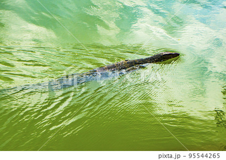 ルンピニー公園に生息するミズオオトカゲ 95544265