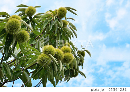 収穫まじかな栗 95544281