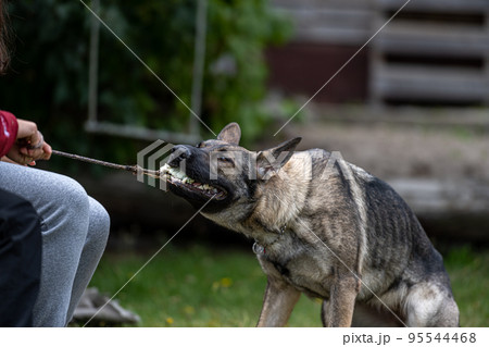 A young happy German Shepherd plays tug with a ball. Sable coloured working line breed A young happy German Shepherd plays tug with a ball. Sable coloured working line breed 95544468