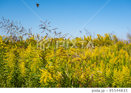 セイタカアワダチソウや雑草が覆う野原と秋晴れの空　前後ぼかし 95544635