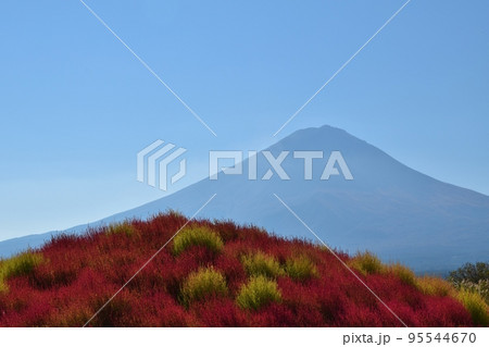 大石公園のコキアと富士山 山梨 大石公園のコキアと富士山 山梨 95544670