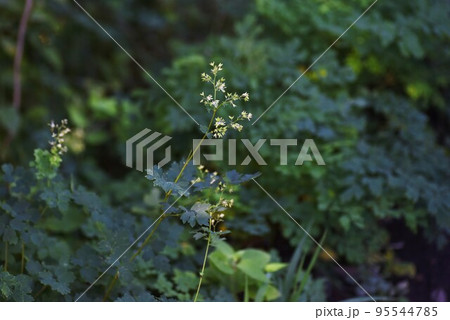 アキカラマツの花 95544785