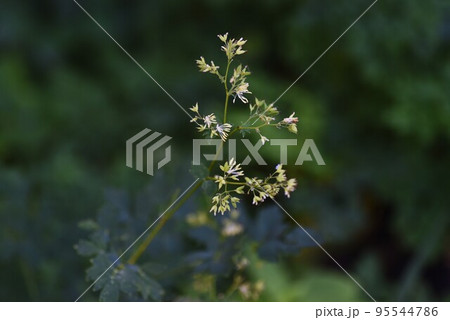 アキカラマツの花 95544786