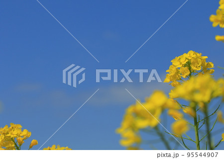 小湊鉄道と菜の花畑 95544907