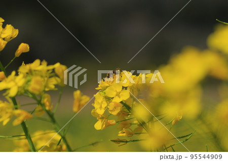 小湊鉄道と菜の花畑 95544909