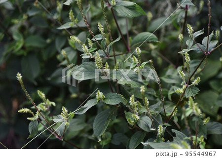 ヒカゲイノコヅチ 95544967