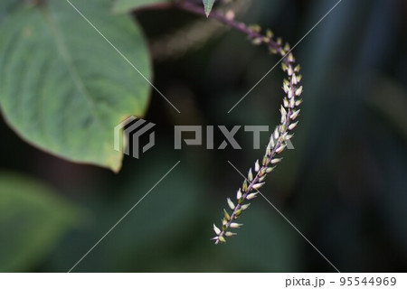 ヒカゲイノコヅチ 95544969