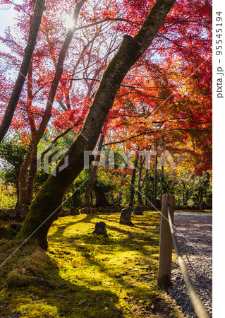 京都嵯峨嵐山の秋 紅葉の二尊院 京都嵯峨嵐山の秋 紅葉の二尊院 95545194