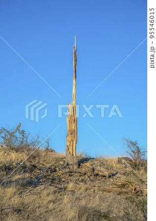 Phoenix, Arizona- Dead rotten saguaro cactus at Pima Canyon hiking trail Phoenix, Arizona- Dead rotten saguaro cactus at Pima Canyon hiking trail 95546015