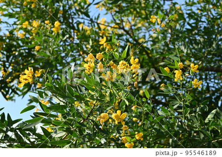 ハナセンナ・アンデスの乙女 95546189