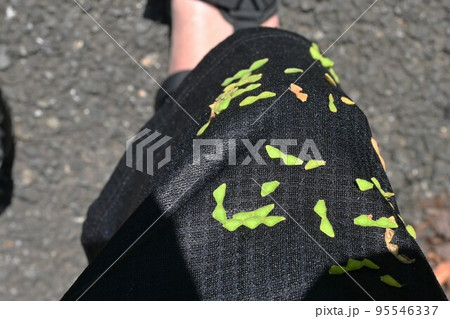 アレチヌスビトハギの実豆果・引っ付き虫 95546337