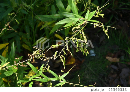 アレチヌスビトハギの実豆果・引っ付き虫 アレチヌスビトハギの実豆果・引っ付き虫 95546338