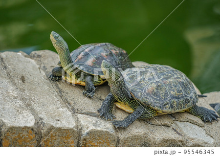 春秋御閣のタイワンハナガメ 95546345