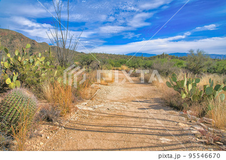 Footpath at Sabino Canyon State Park in Tucson, Arizona Footpath at Sabino Canyon State Park in Tucson, Arizona 95546670
