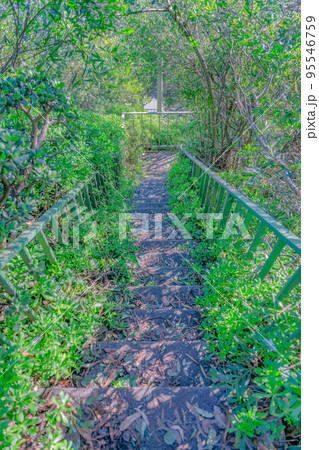 Outdoor staircase with fallen leaves on steps on a slope at San Francisco, California Outdoor staircase with fallen leaves on steps on a slope at San Francisco, California 95546759