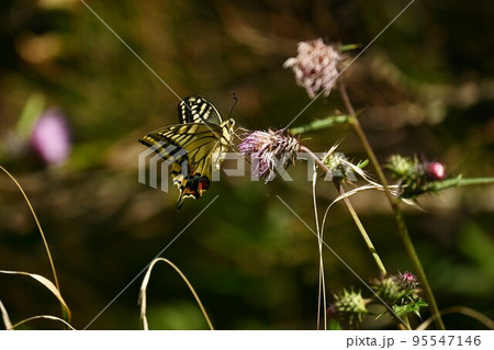 キアゲハ（黄揚羽） 95547146