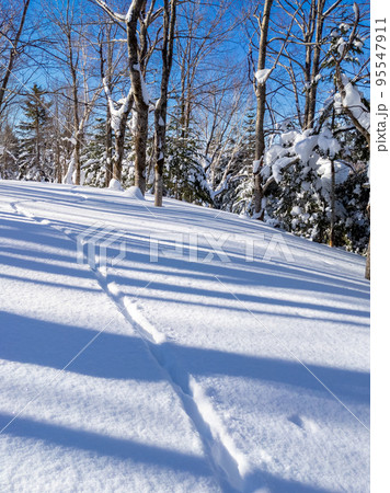 晴れた日の豪雪地帯の森に残る野生動物の足跡 (北海道、伊達市、大滝区) 晴れた日の豪雪地帯の森に残る野生動物の足跡 (北海道、伊達市、大滝区) 95547911