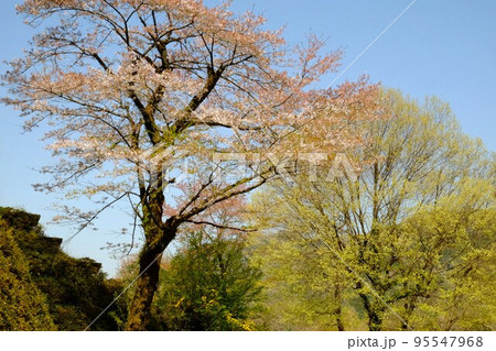 青空の新緑と散り桜　【相模原市津久井　4月】 95547968