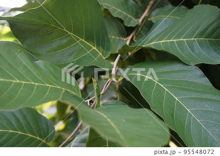 サラノキの葉 95548072
