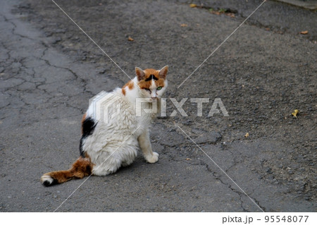不機嫌な野良猫 三毛猫 秋の日 不機嫌な野良猫 三毛猫 秋の日 95548077
