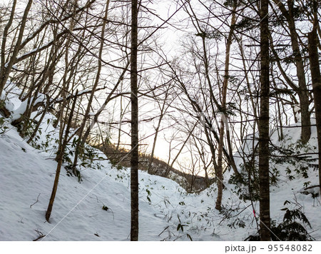 夕暮れ前の豪雪地帯の森 (北海道、白老町) 95548082
