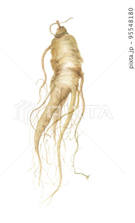 高麗人参　朝鮮人参 95548180