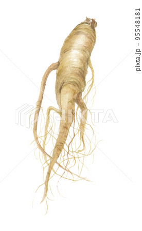 高麗人参　朝鮮人参 95548181