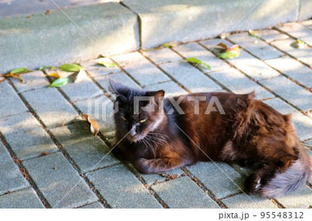 険しい顔で寛ぐ野良猫　黒猫　秋の日 95548312