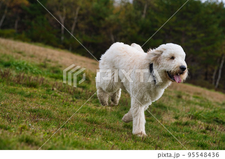 草原を走るゴールデンドゥードル 95548436