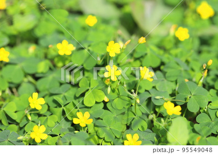 小さな片喰（カタバミ）の花 95549048