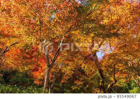 京都嵯峨嵐山の秋　紅葉の二尊院 95549067