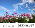 コスモス 95549147