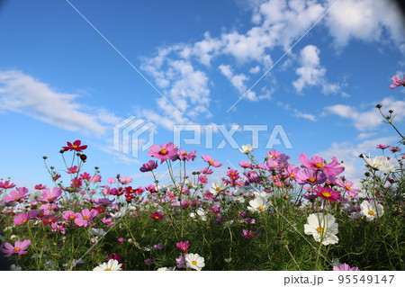 コスモス コスモス 95549147