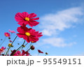 コスモス 95549151