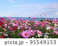 コスモス 95549153