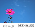 コスモス 95549155