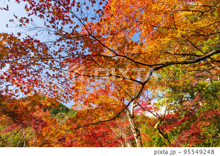京都嵯峨嵐山の秋　紅葉の二尊院 95549248
