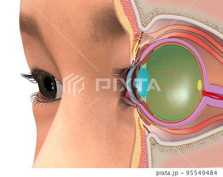 目　眼球　構造　人体　CG　図解　断面図 95549484