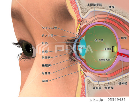 目 眼球 構造 人体 CG 図解 断面図 説明入り 目 眼球 構造 人体 CG 図解 断面図 説明入り 95549485