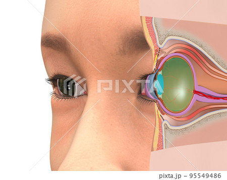 目　眼球　構造　人体　CG　図解　断面図 95549486