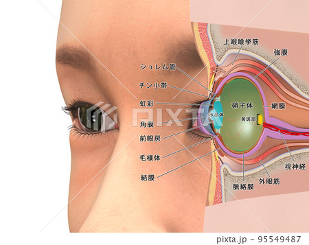 目 眼球 構造 人体 CG 図解 断面図 説明入りのイラスト素材 [95549487