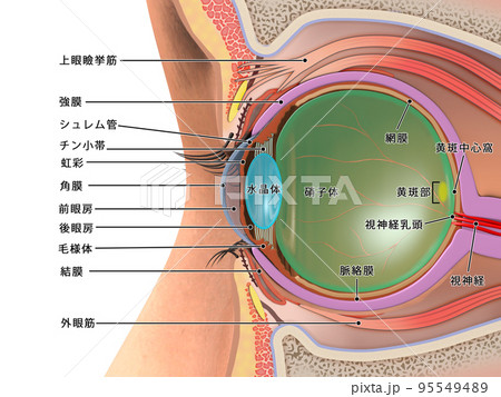 目　眼球　構造　人体　CG　図解　断面図　説明入り 95549489