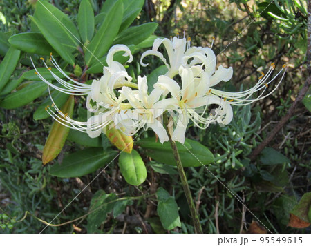 秋の花を代表するヒガンバナの白い大きい花 95549615