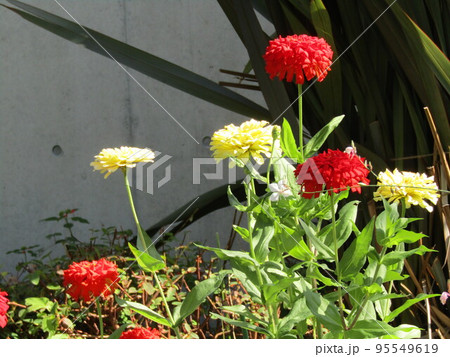 大きい赤色とクリーム色の花は百日草の花 95549619